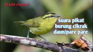 Suara pikat burung cikrak daun/pare pare mp3