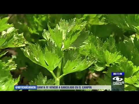 Video: Expansión Vegetal: Calabaza Asada Con Apio