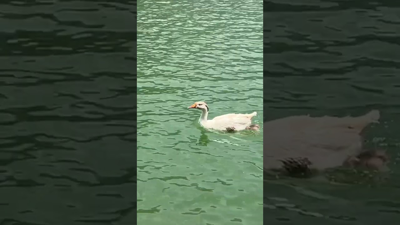 “Ducks in Motion: A Soothing Water Dance”