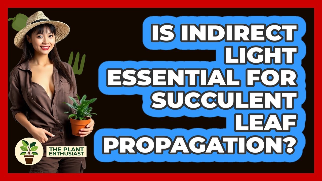 Is Indirect Light Essential For Succulent Leaf Propagation?