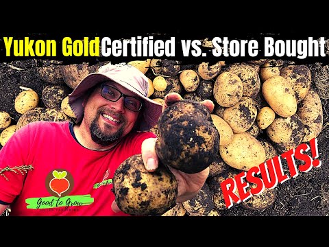 Massive Difference Certified vs Store Bought Yukon Gold Potato Harvest 2022