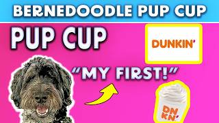 BERNEDOODLE PUPPY'S FIRST DUNKIN PUP CUP! ADORABLE!