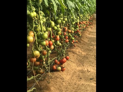 فيديو: Catfacing الطماطم - كيفية علاج تشوهات Catface في الطماطم