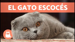 GATO SCOTTISH FOLD 🐱 ¡Características, Cuidados y Salud! 🐾