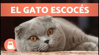 GATO SCOTTISH FOLD  ¡Características, Cuidados y Salud!