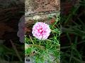 Hand Cross Pollination Method in portulaca to Create New Colour Flower || #shorts #handpollination