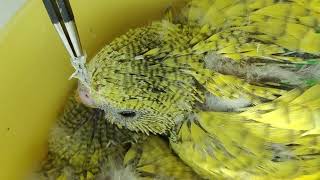 Baby pinfeathers!