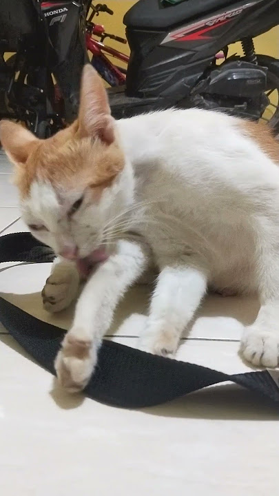 kucing oyen#song #snake #galaubrutal #jalanyangjauhjanganlupapulang