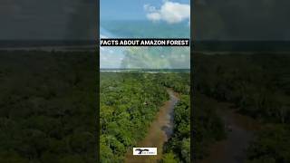 AMAZONE FOREST🌍KESE VIKSIT HUAA | FACTS ABOUT AMAZONE FOREST|#shorts #trending #viral #youtubeshorts