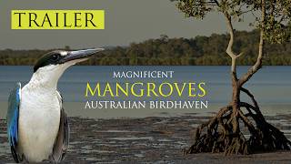 Magnificent Mangroves ( Trailer ) Birding in seasons Part Two #Australianbirds
Full documentary to be published soon.
Discover the hidden world of Southeast Queenslands mangrove forests—one of Australias richest and most productive ecosystems. Shaped by the rhythm of the tides, these remarkable forests provide food, shelter and breeding grounds for an astonishing diversity of birdlife, from colourful kingfishers and honeyeaters to elusive mangrove specialists. Beyond their importance to wildlife, mangroves play a vital role in protecting our coastlines and storing vast amounts of carbon beneath their soils. Filmed over many years, this documentary reveals the beauty, behaviour and ecological importance of these extraordinary forests, and highlights why their conservation is essential for future generations. Magnificent Mangroves ( Trailer ) Birding in seasons Part Two #Australianbirds