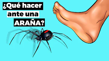 ¿Qué hacer si salen arañas en tu habitación?