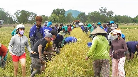 nông dân thang lổ vì máy 105 cắt công 10 do chuột cắn hết giá lúa bán được 6500₫K tập16 # maibangtv