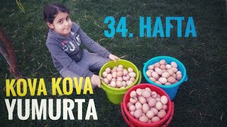 KOVA KOVA ATAKS TAVUK YUMURTASI TOPLADIK - AİLECEK FOLLUKLARDAN YUMURTA TOPLAMA VİDEOSU 34. HAFTA