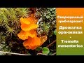 Сверхценный гриб-паразит! Дрожалка оранжевая - Tremella mesenterica