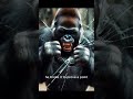 A Silverback gorilla escapes.....from the glass enclosure
