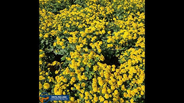 Bán cây cúc cổ trà tán rộng 1m | Cây hoa cúc cổ Cây Cảnh Phạm Thương