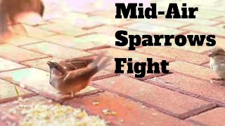 Cat TV ~ Episode 19 ~ Watch an Interesting Mid-Air fight between Sparrows ~ South Africa