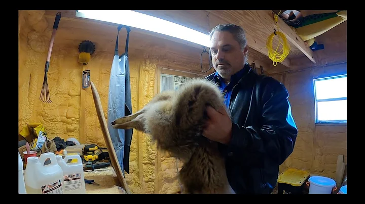 Tanning Coyote Pelts #coyote #coyotehunt #predatorhunting