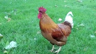 Rooster Crowing Compilation - Rooster Sound Effect