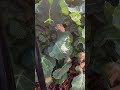 Broccoli still producing!!
