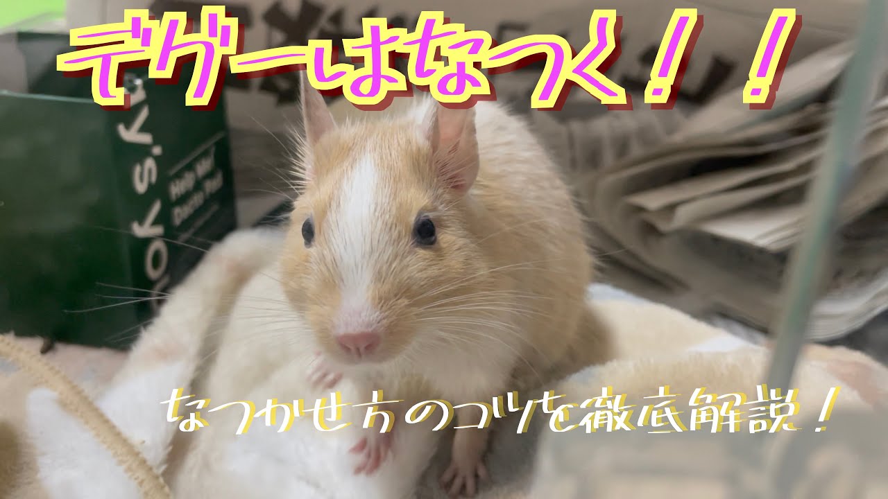 デグーはなつく！なつかせるコツ！なつかせ方のコツを徹底解説！ちくわ♀さん編