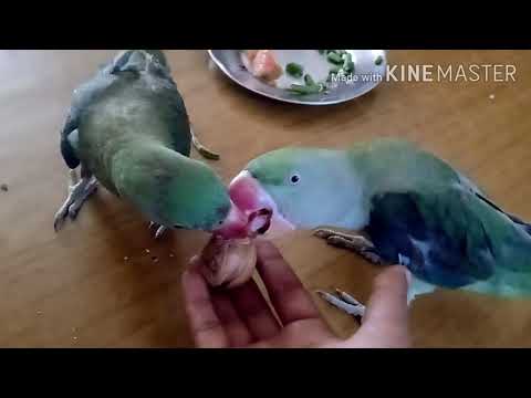 Playing Parrot, Intelligent Parrot,Alexander Parrots Chulbul & Krishna Fighting for Walnut