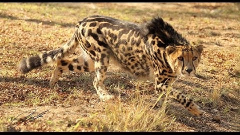 Subscriber Zoo~Episode 3~BEST EXHIBIT EVER!~(Zoo Tycoon 2)