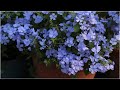 How to grow plumbago auriculata blue plumbago successfully  in love with soil