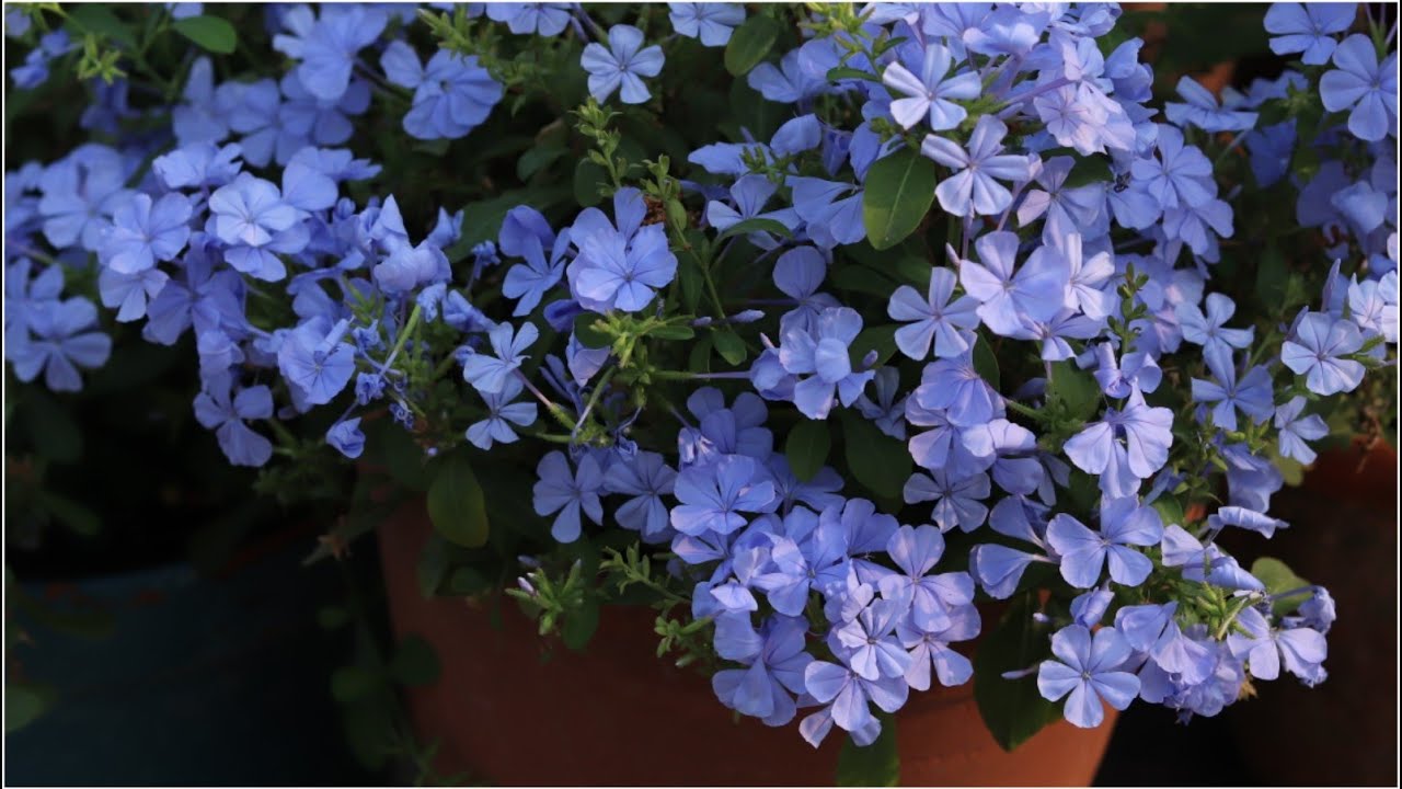 How to Grow Plumbago Auriculata (Blue Plumbago) successfully! // In love with soil