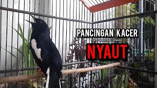 SUARA BURUNG kacer gacor NGEPLONG tarung ini paling ampuh buat PANCINGAN KACER agar EMOSI