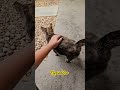An Unexpected Guest With Soft Paws! #elysianzen #visualstillness #miamidailylife #cat #catvideos