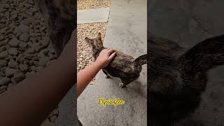 An Unexpected Guest With Soft Paws! #elysianzen #visualstillness #miamidailylife #cat #catvideos