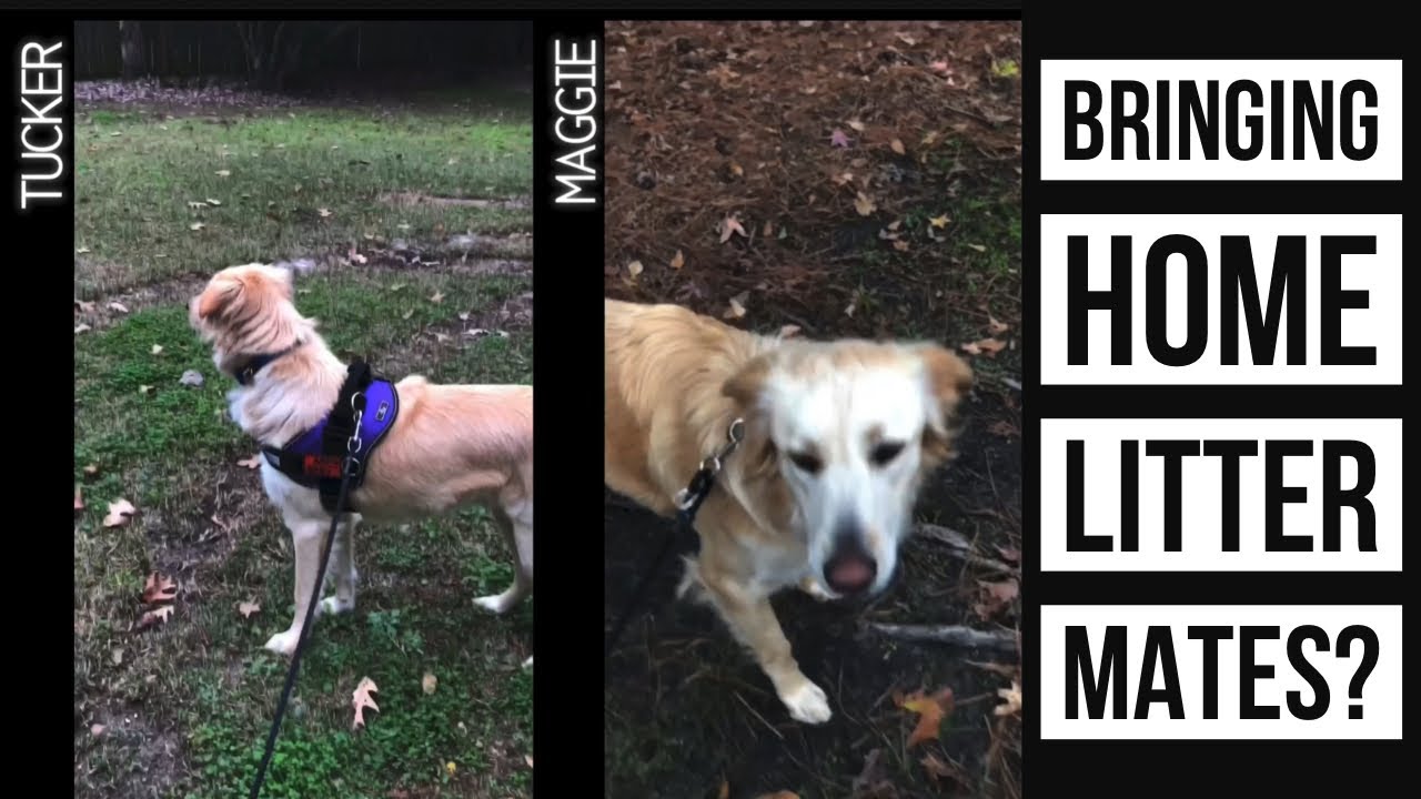 Bringing home litter mates? YouTube