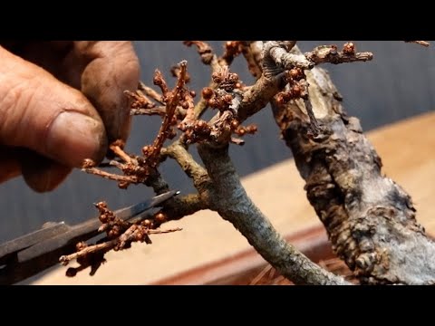 The time to prune Japanese larch is when the leaves fall. - YouTube