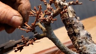 The time to prune Japanese larch is when the leaves fall. - YouTube