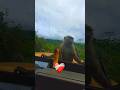 The Smartest Monkey Plan Ever… Failed 🍌😂 #shorts #animals #viralshorts