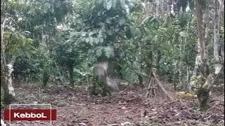 Pikat Kutilang Cengkram. KebboL Point ke 026