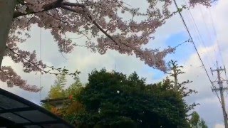 Slow motion Sakura blizzard