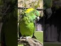 A Parrot With Pipes! 🎤🦜 Bogie’s Big Solo