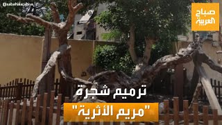 صباح العربية | عمرها 2000 عام.. مصر ترمم شجرة 
