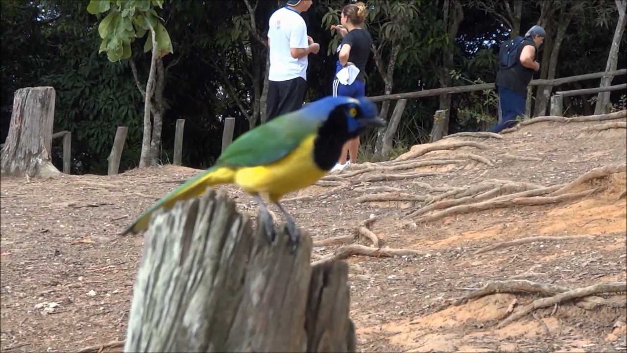 Guacharaca & Querrequerre on Avila Mountain