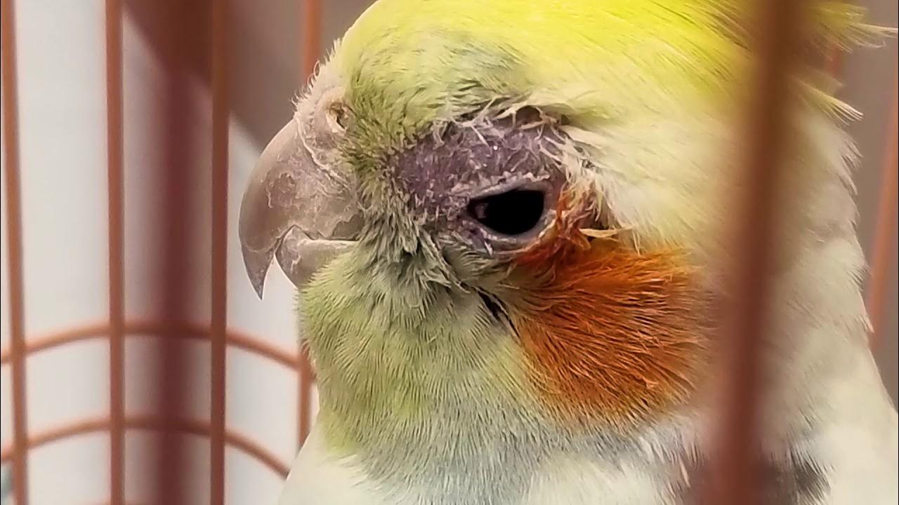 How Do I Know When My Cockatiel is Sick? - YouTube
