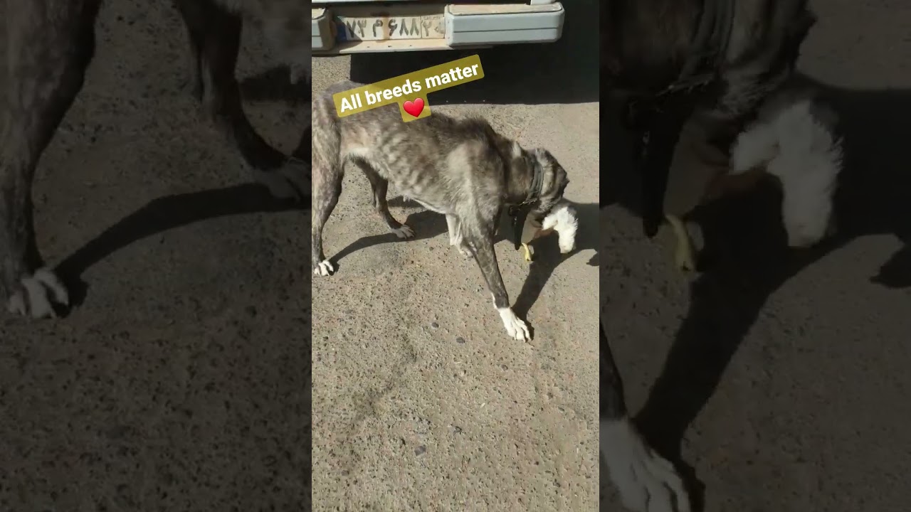 i feed the hungry and poor dog with chiken || ANIMAL charity