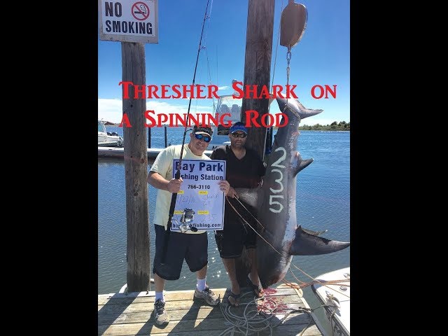 Catching Thresher Shark on Spinning rods 