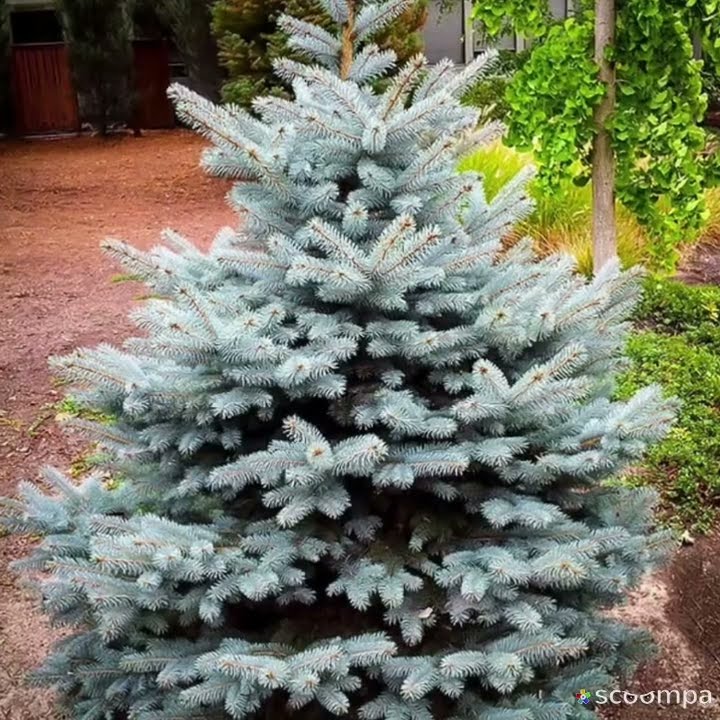 BLUE SPRUCE