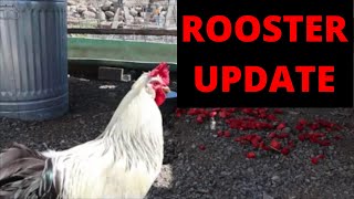 ROOSTER UPDATE