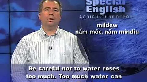 Anh ngữ đặc biệt  Growing Roses VOA