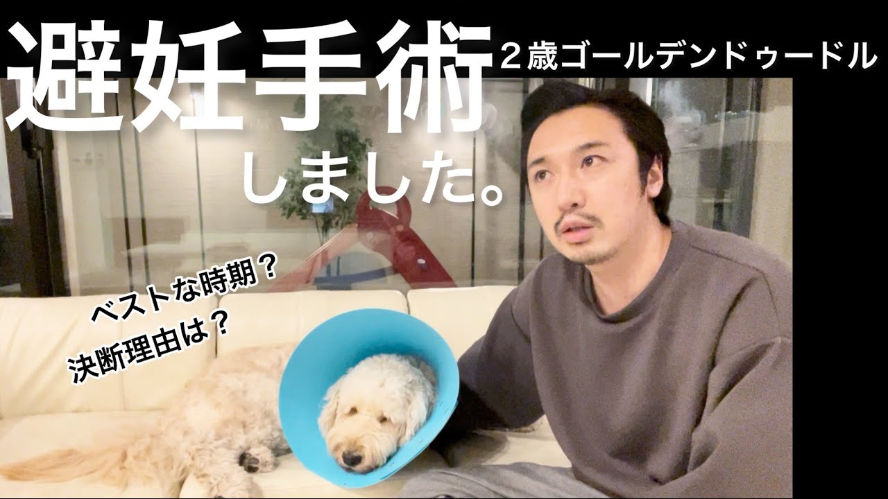 今でしょ ２歳の愛犬が今 避妊手術をする理由 ゴールデンドゥードル Youtube