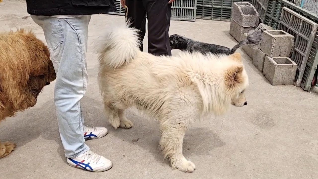 Dog Rescue In China 薩摩終於被領養了，在基地裡面待了好幾個月了，終於有新主人了。 20210425 YouTube