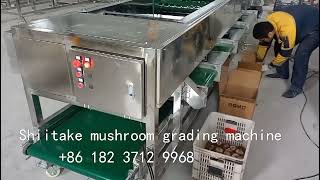 shiitake mushroom sorter shiitake mushroom grading machine shiitake mushroom sorting machine